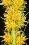 Fox sedge